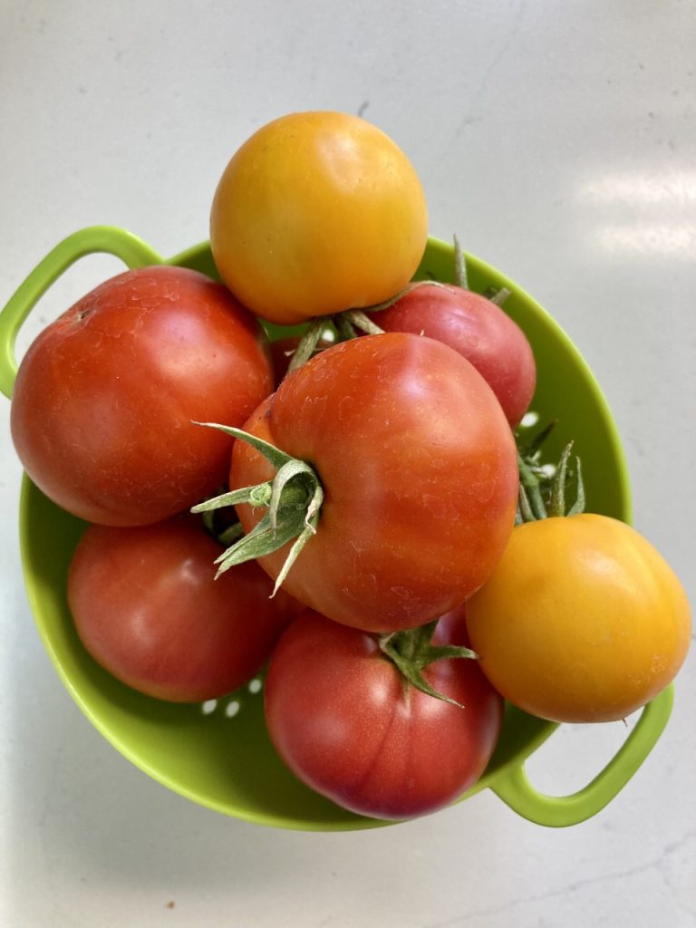 tomatoes grown in new mexico 