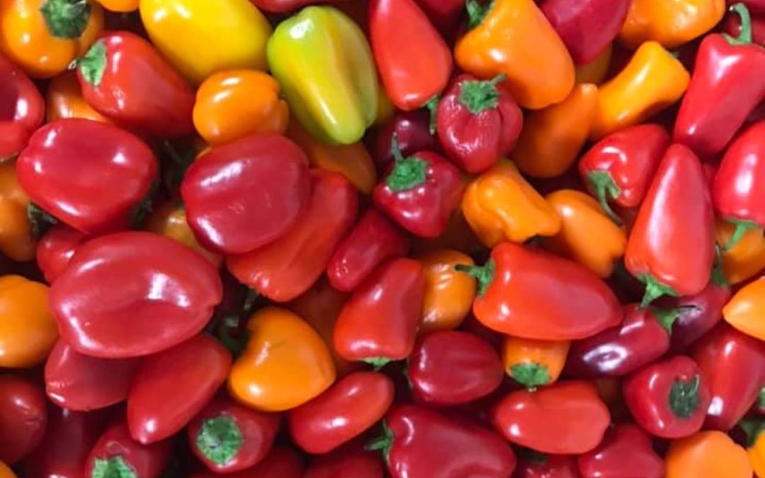 Gardening in Albuquerque: the Storehouse Celebrates National Gardening Month