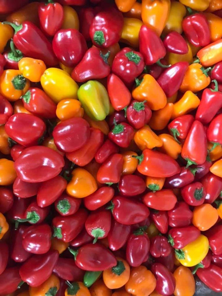 Peppers donated from local nonprofit Seed2Need.